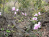 花も咲く山道