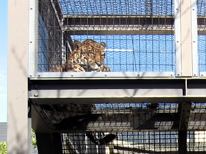 動物園の図